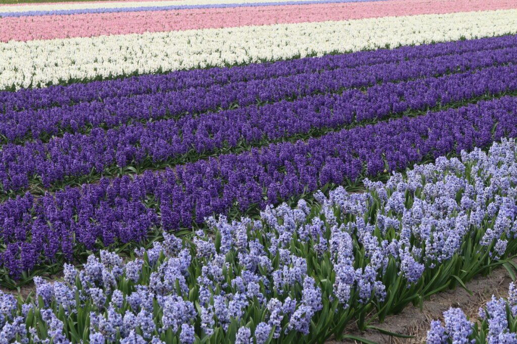 Rows of flowers in purple, pink, white, dark purple, light purple. Not quite the colours of the trans flag, but reminiscent of it.